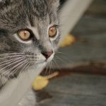 电视剧腐剧:探讨当代青年情感与友情的深刻作品 19034moa