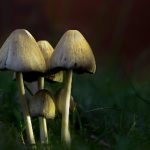 电影坚如磐石无删减版:深度解析剧情与角色背后的真实故事 3pu0euk