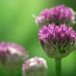 电脑壁纸软件哪个好用:推荐几款功能强大的壁纸软件选择指南 arhlxqw