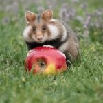 禁闭岛国语版在线看:揭开心理惊悚的秘密与真相 hsl2i