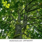 电脑高清壁纸软件:轻松获取高质量壁纸,提升桌面美观度 kfolx