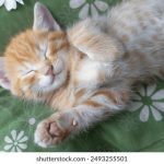 电影女明星:璀璨银幕背后的故事与奋斗历程 w4bkpb62hw