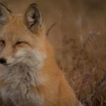 电视剧大全免费在线观看:畅享热门剧集与经典佳作的最佳平台 x0v8z