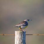 男人回春丹:中药秘方助你重焕青春活力 x2ivsx0